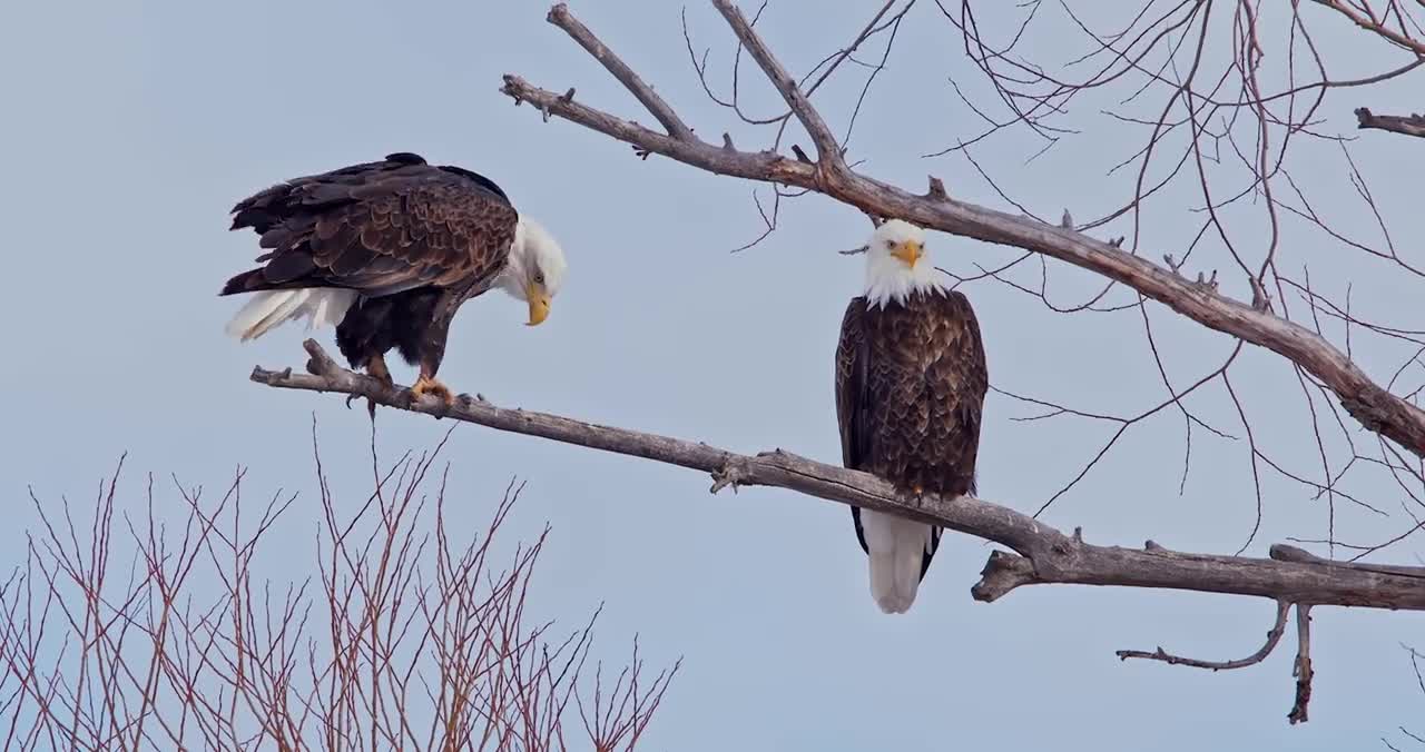 Bald Eagle: America’s Fursona