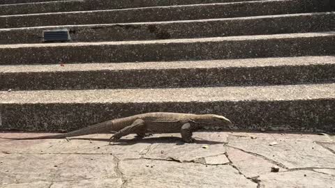 Giant monitor lizard searching for his lunch