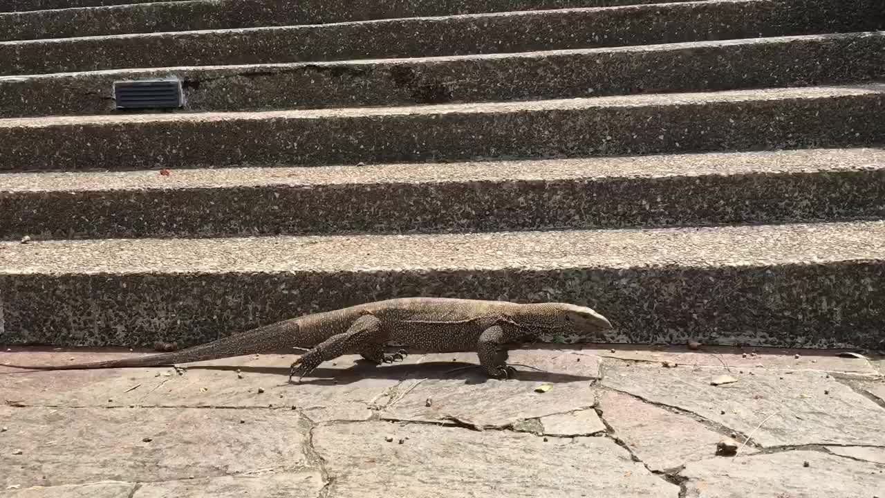 Giant monitor lizard searching for his lunch