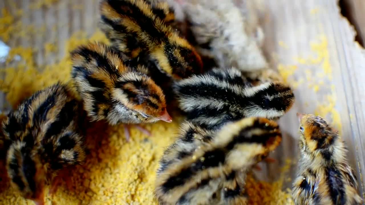 Young Birds Quail Cute Animal Birds