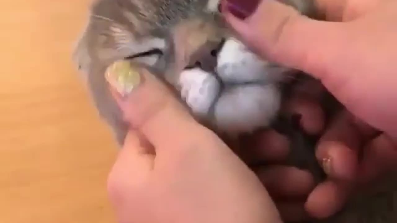 Cute Cat getting love