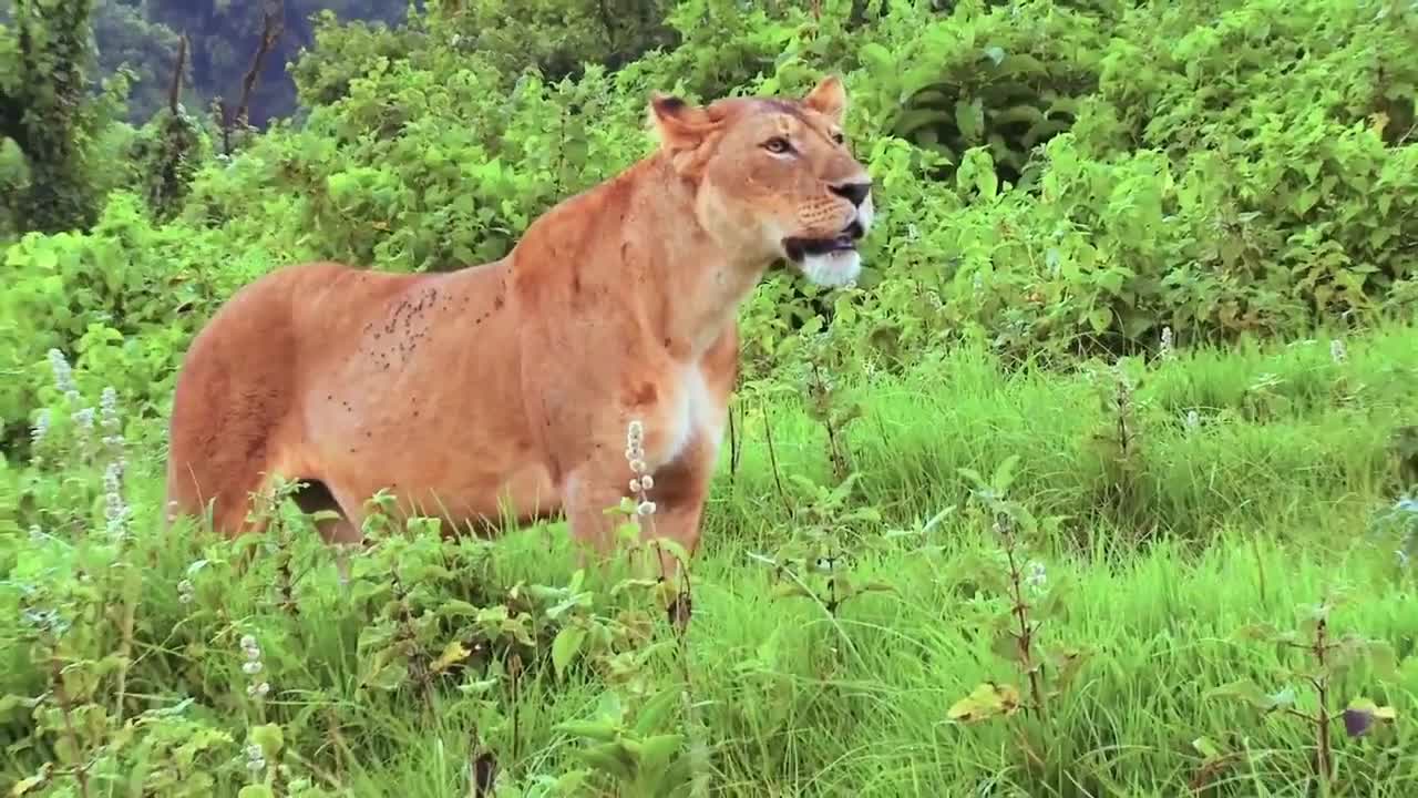 King of the Prairie