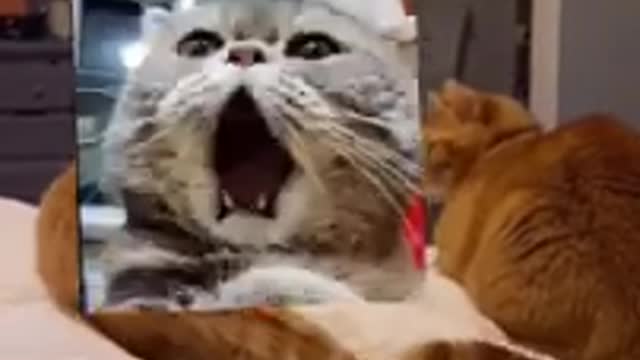 funny cat videos short 77