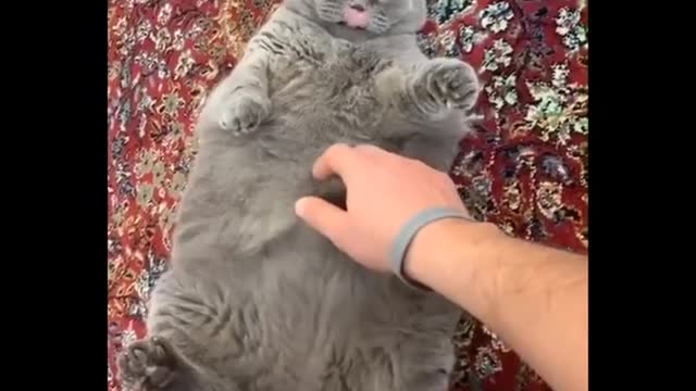 Funny videos - December 2022