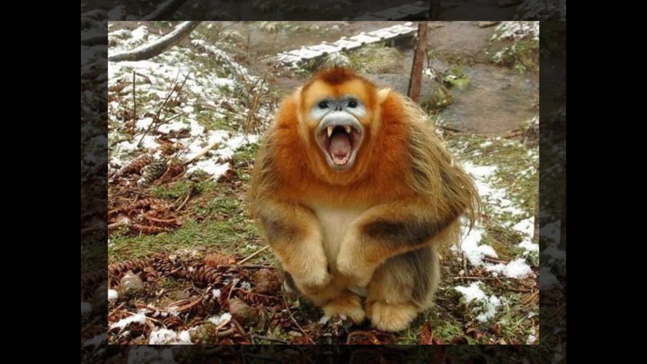TOP 20 Awesome Animals Pet Funny Animals-Funniest Pets