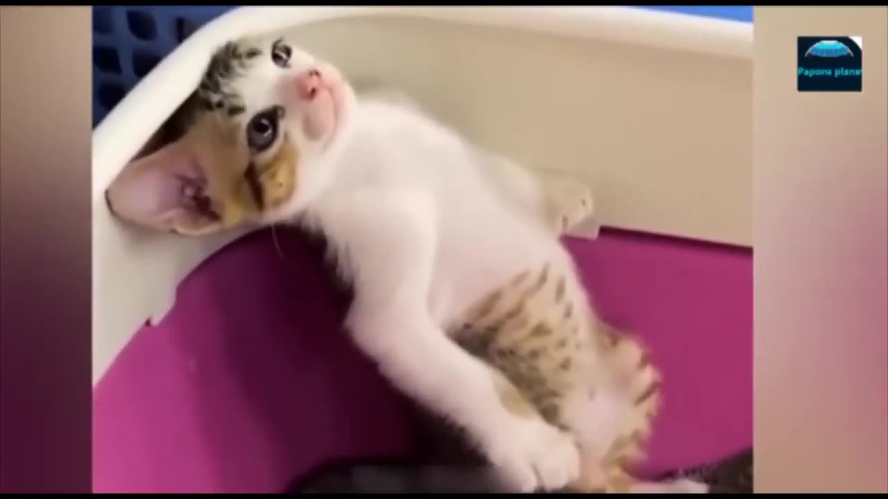 Funny cats videos ;interesting facts