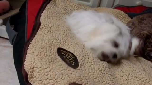 Maltese dog video 30 seconds of fun.