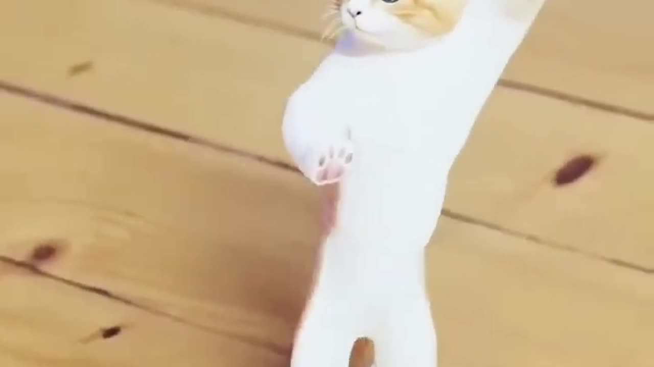 Funny Cats Dance 😂