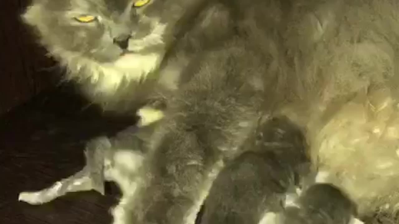 Cat and babies