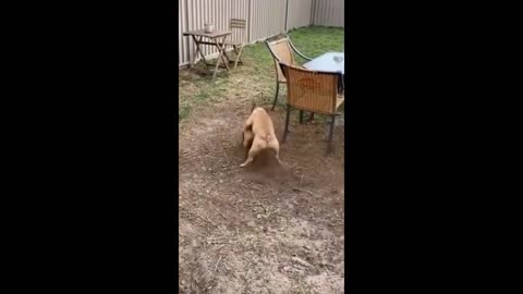 New Funny Animals, Funniest Cats and Dogs Videos 45