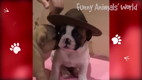 Animals That Will Make You Laugh 🤣 - Funny Dogs And Cats