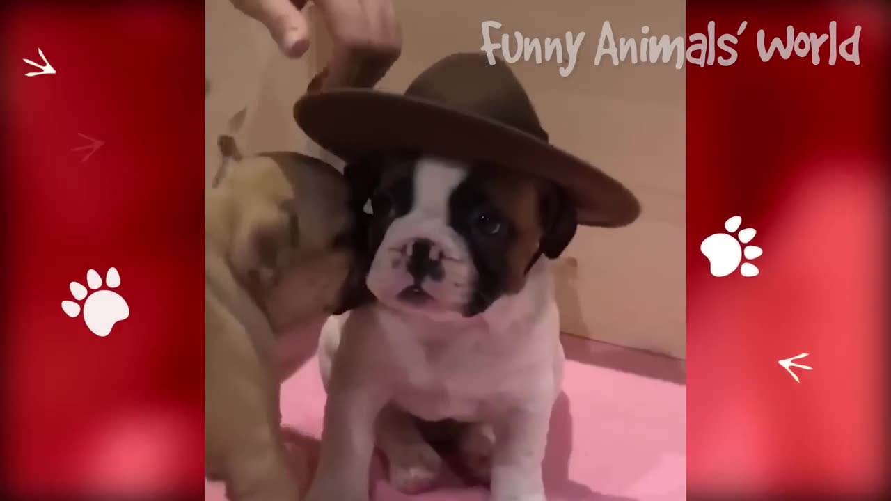 Animals That Will Make You Laugh 🤣 - Funny Dogs And Cats