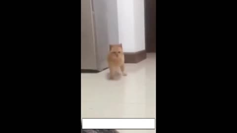 funny cat