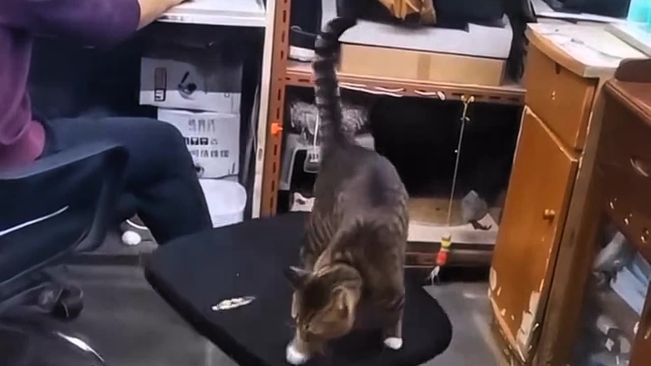 Funny Cat Fails You Can't Stop Watching!"