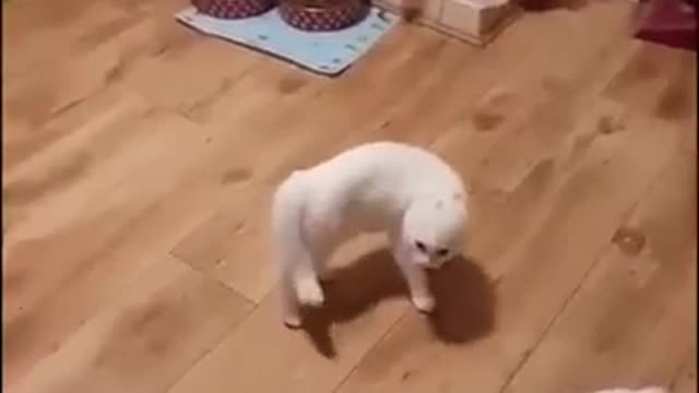 Cute pet cat---a cat that can dance tango