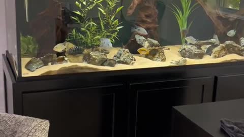 Chicago Bulls Coach BillyDonovan's cichlid tank