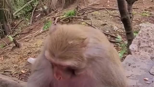 Monkey playing with balloons