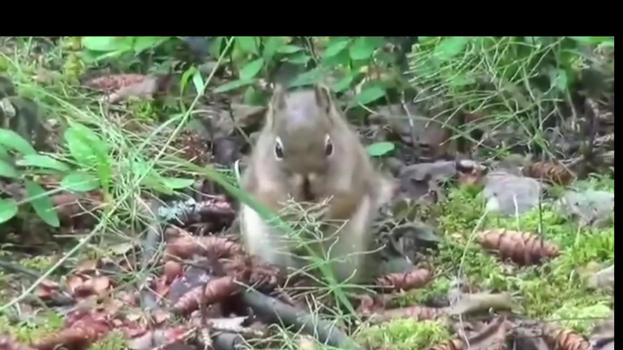 Squirrel's amazing moments