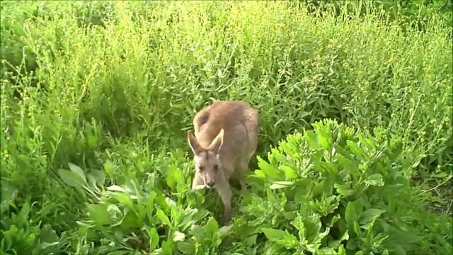 Cute Kangaroos and Joeys