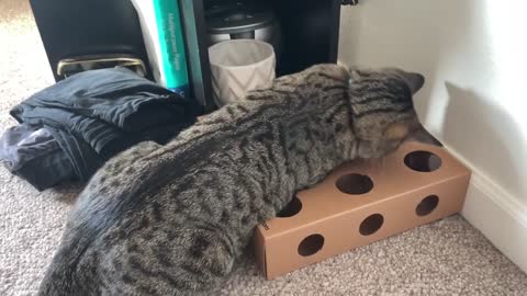 Cat Plays With Toy Box