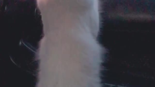 The tallest cat you’ll find on earth