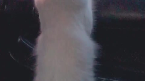 The tallest cat you’ll find on earth