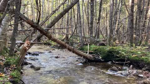 Relaxing Brook under fallen trees ambiance 🇨🇦 X trees