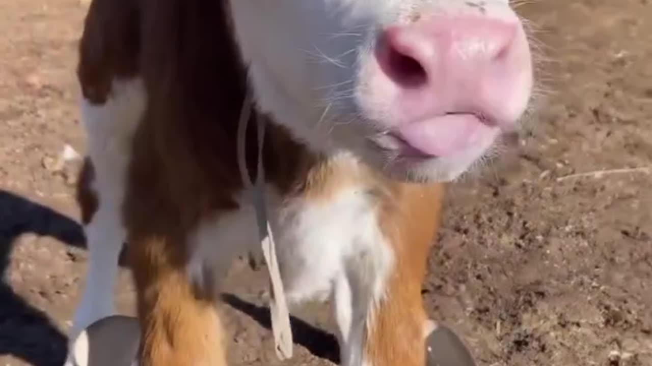 Cute calf became cowboy.