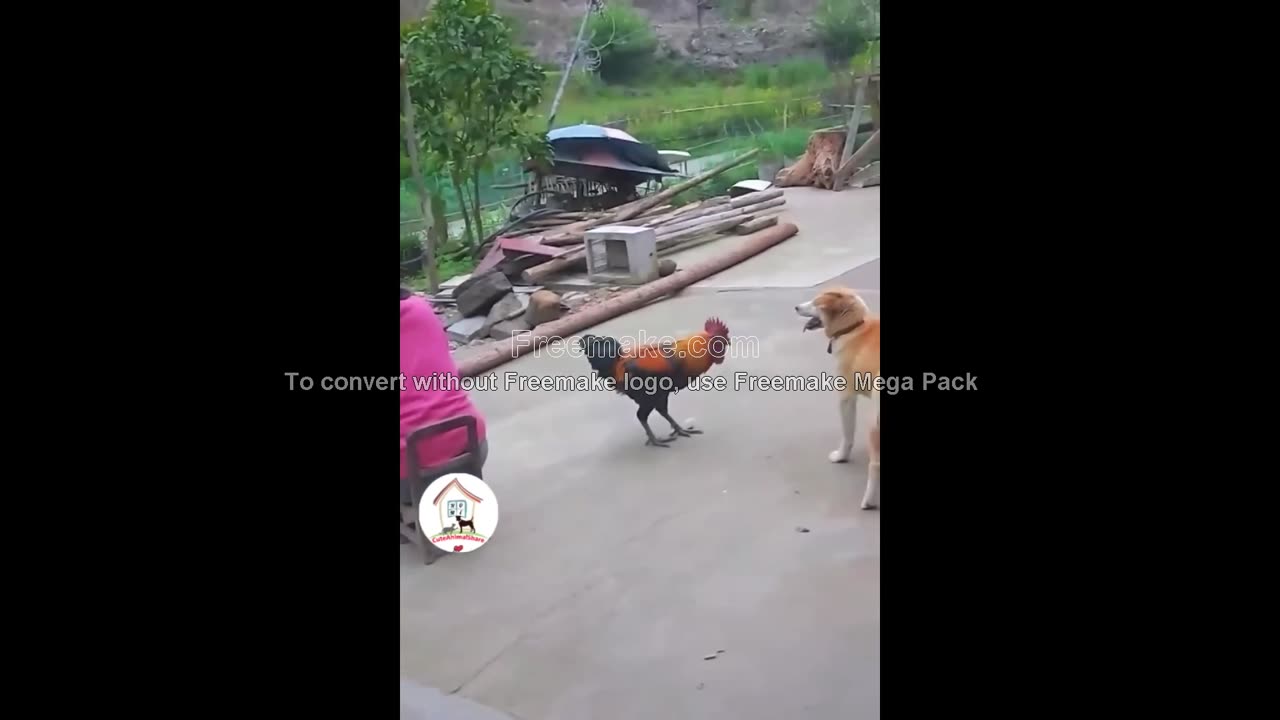 Dog Vs Chicken