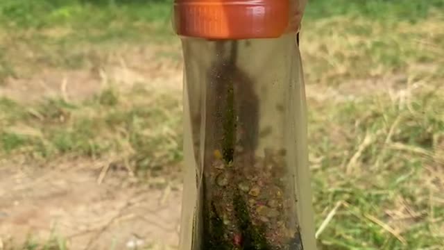 The lion held out one paw to Androcles, and moaned again