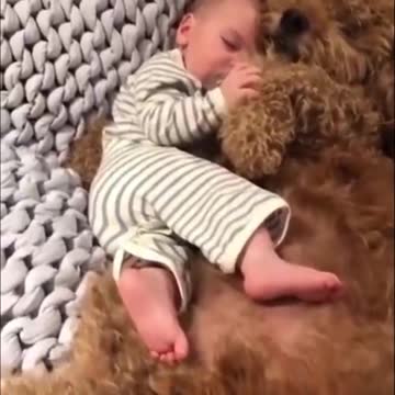 Cute Animal Compilations