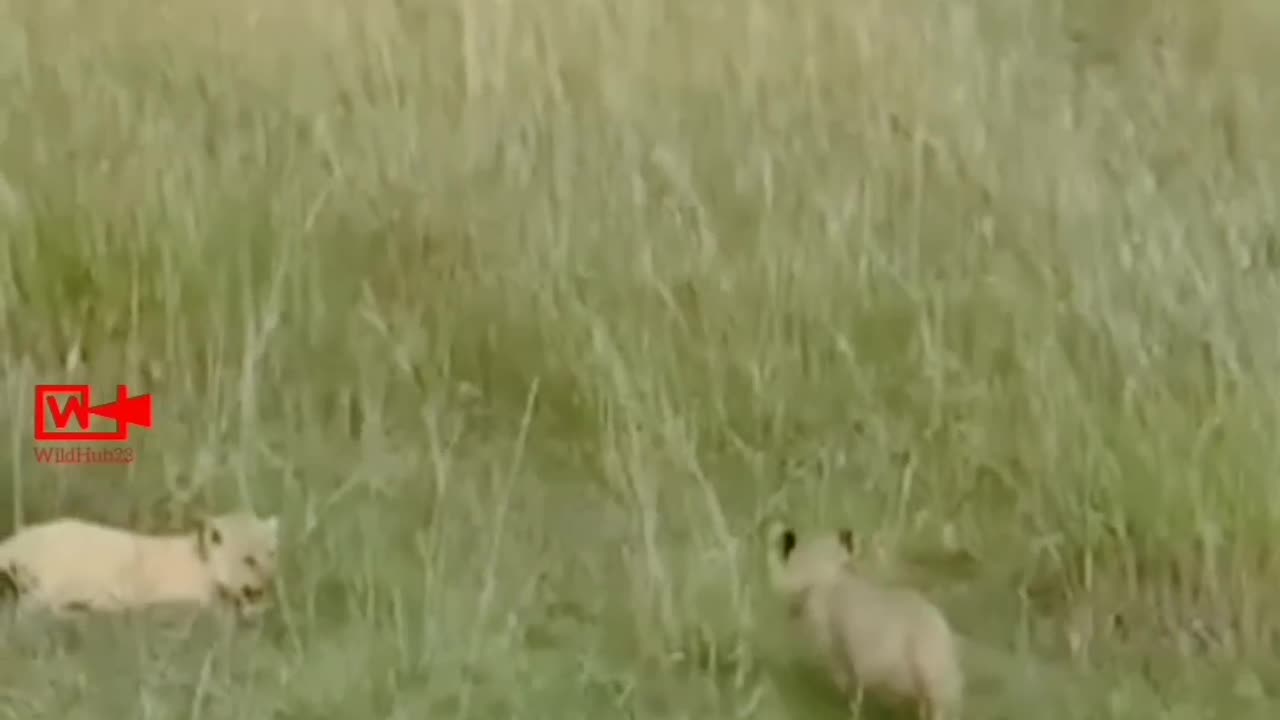 OMG😱Elephant Stepping Over Lion Cubs | Lioness vs Elephant #elephant #attack #lion #cubs #short