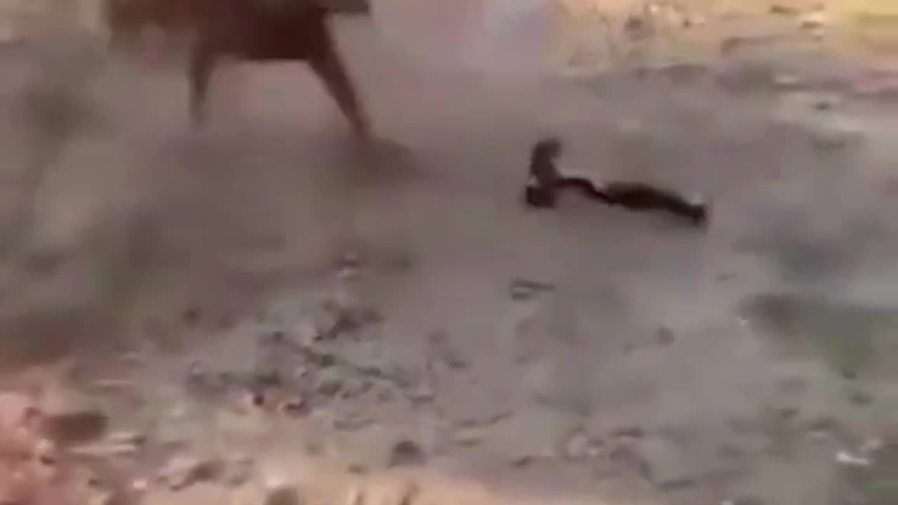 Try not to laugh🤣 Funny animals😹‖ #shorts #funnyvideos