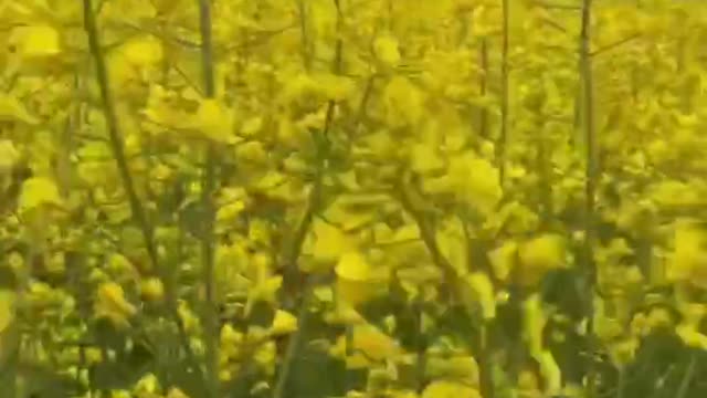 The sea of ​​yellow flowers swaying in the wind