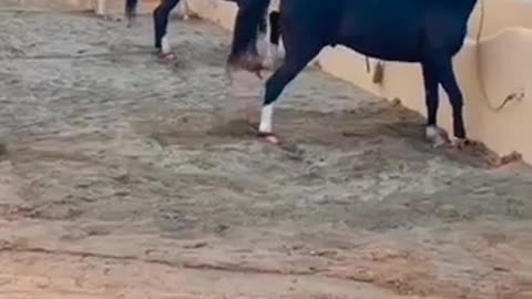 Viral reels funny horse videos enjoy now