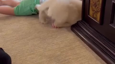 Funny video puppy meets Baby