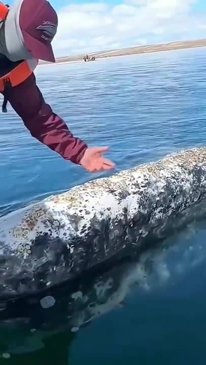 Shorts - Whale Gets Some Help