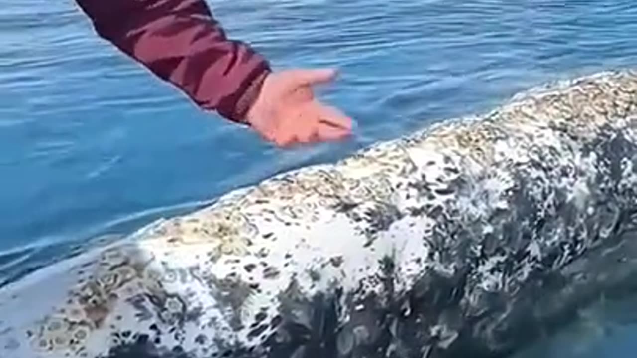 Shorts - Whale Gets Some Help