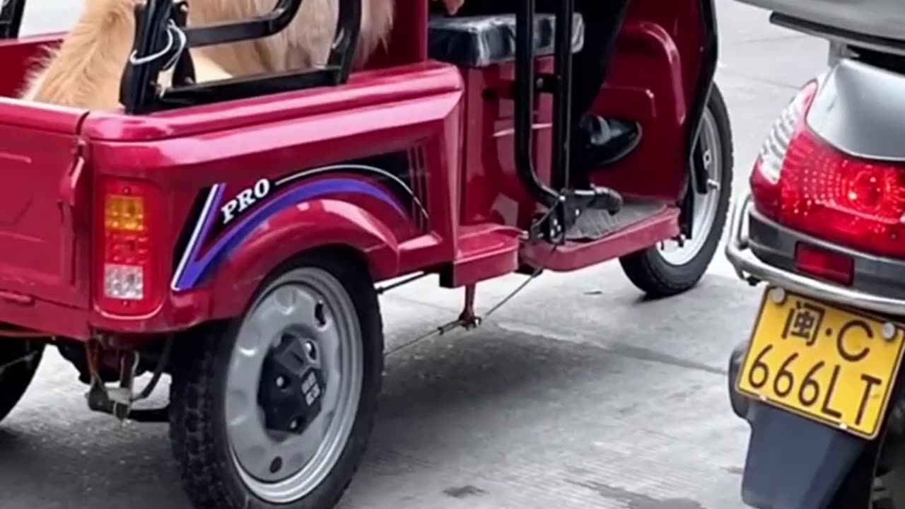 funny videos dog and cat