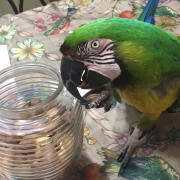 Parrot vocally expresses feelings for favorite snack