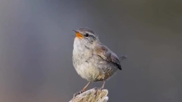 A close-up of a bird making a sound