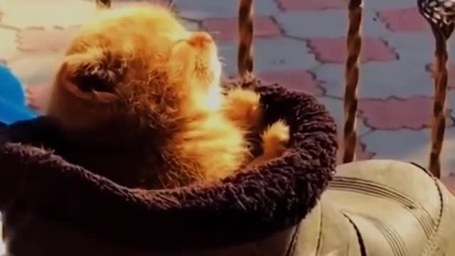 Funniest cat videos #108 - HILARIOUS!