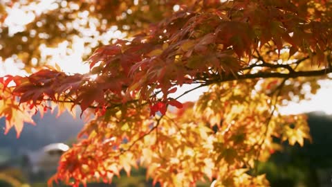 Enchanting Autumn Forests with Beautiful Piano Music