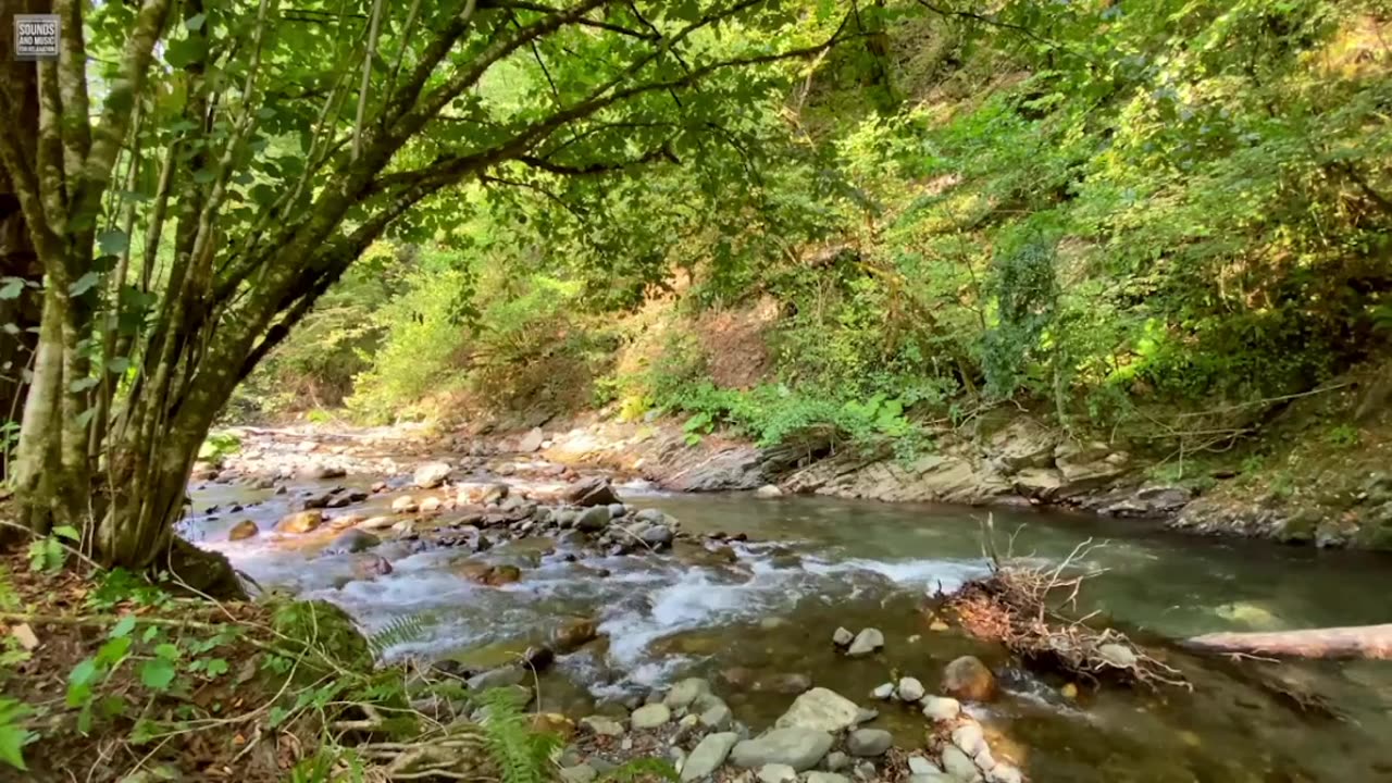 Mountain river sounds and Forest birds singing