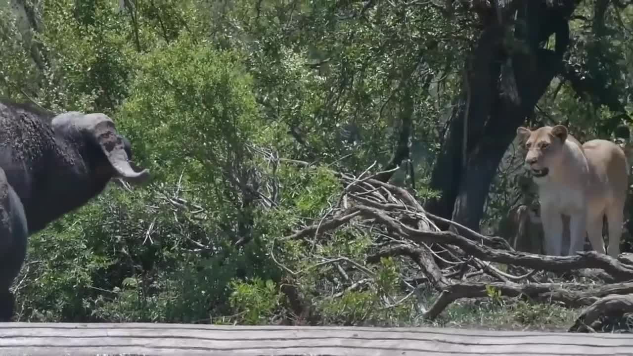 Buffalo Leaving the Herd