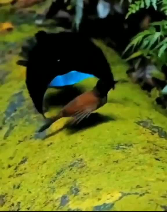 Beautiful Bird Dance