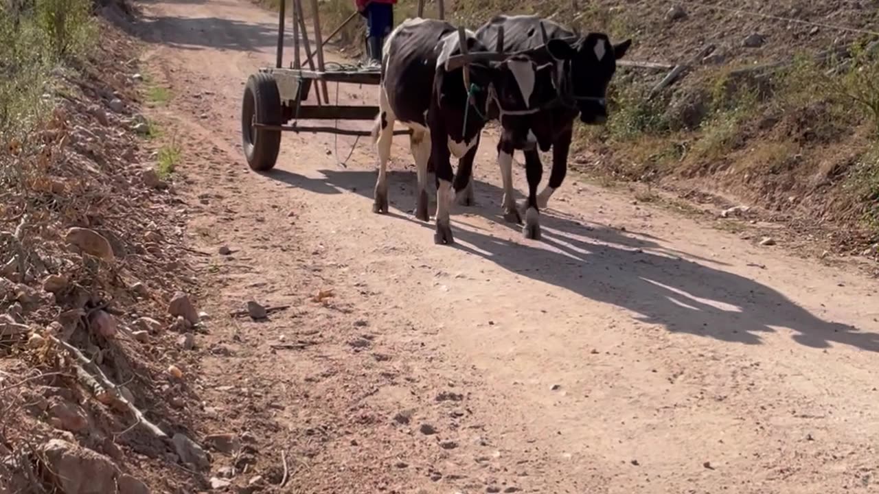 Brazilian Boy Rides Ox Cart