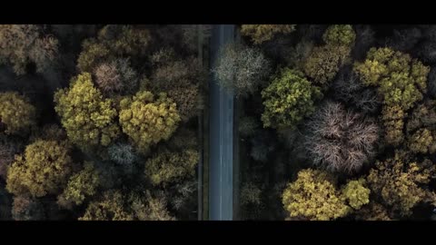 The Forest - Cinematic Drone Footage