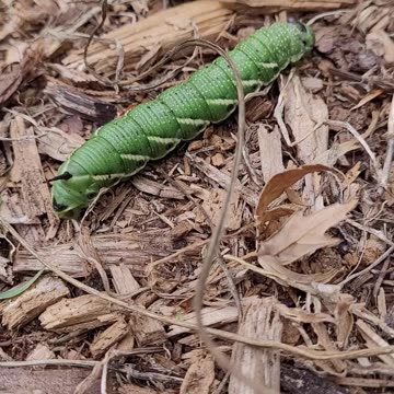 Tomato Hornworm Crawling on the Ground