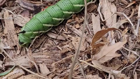 Tomato Hornworm Crawling on the Ground